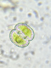 Cosmarium punctulatum