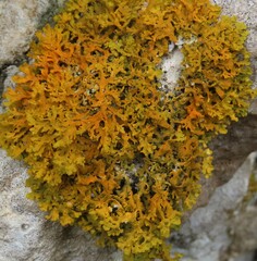 Xanthoria aureola