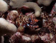 Enchelycore pardalis