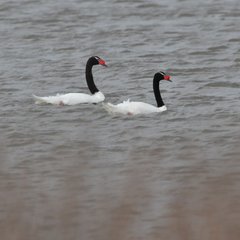 Cygnus melancoryphus