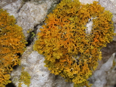 Xanthoria aureola