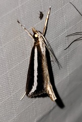 Carectocultus perstrialis