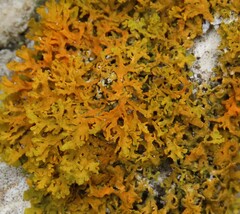 Xanthoria aureola