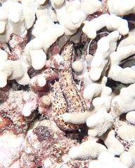 Enchelycore pardalis