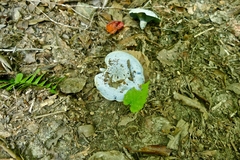 Lactarius indigo indigo