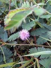 Mimosa pudica