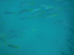 Mulloidichthys dentatus