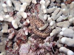 Enchelycore pardalis