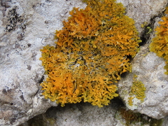Xanthoria aureola
