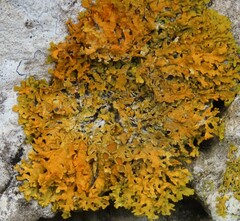 Xanthoria aureola