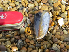 Mytilus platensis