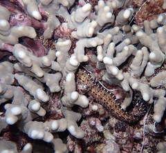 Enchelycore pardalis