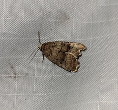 Elaphria fuscimacula