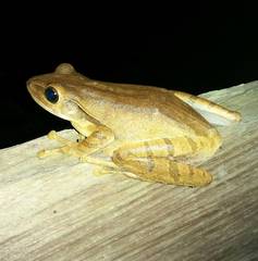 Polypedates leucomystax