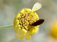 Melacoryphus lateralis