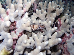 Enchelycore pardalis