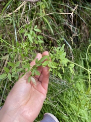 Clematis microphylla