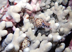 Enchelycore pardalis