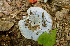 Lactarius indigo indigo