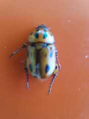 Cyclocephala lunulata