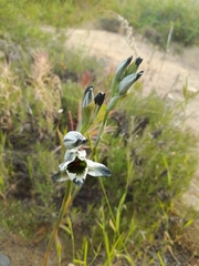 Chloraea bletioides