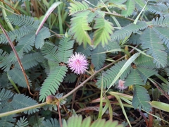 Mimosa pudica