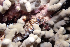 Enchelycore pardalis