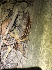 Scolopendra