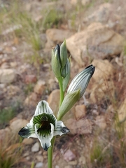 Chloraea bletioides