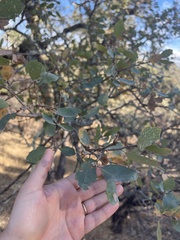 Quercus douglasii