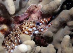 Enchelycore pardalis