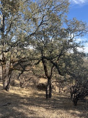 Quercus douglasii