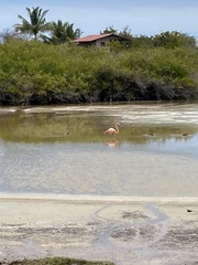 Phoenicopterus ruber