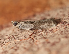 Cryptoblabes hemigypsa