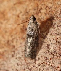 Cryptoblabes hemigypsa