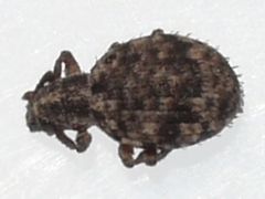 Myosides seriehispidus