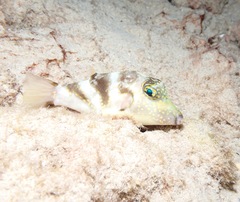Canthigaster coronata