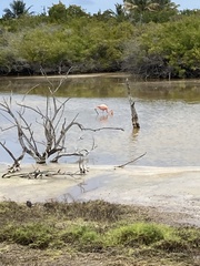 Phoenicopterus ruber