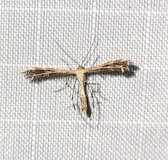 Oxyptilini