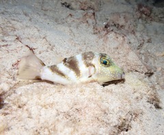 Canthigaster coronata
