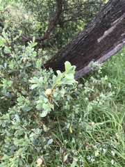 Leptospermum laevigatum