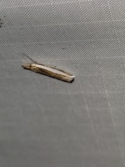 Crambus quinquareatus