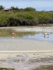 Phoenicopterus ruber