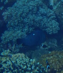 Dascyllus trimaculatus