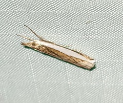 Crambus quinquareatus