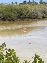 Phoenicopterus ruber