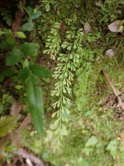Lindsaea viridis