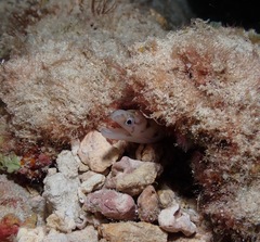 Gymnothorax gracilicauda