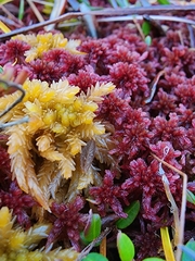 Sphagnum rubellum
