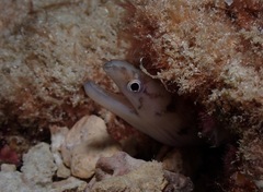 Gymnothorax gracilicauda